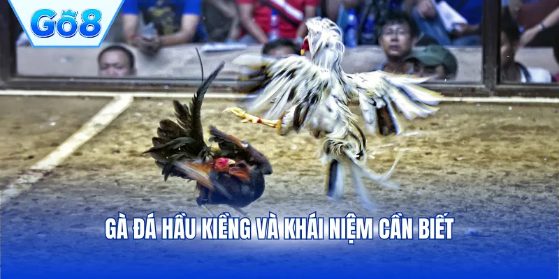 Gà đá hầu kiềng và khái niệm cần biết