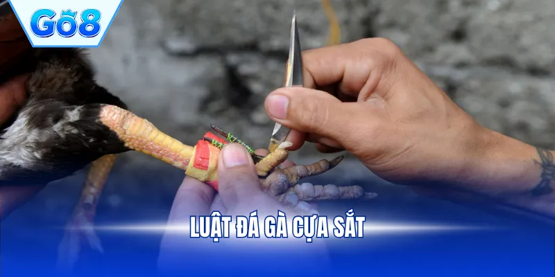luật đá gà cựa sắt